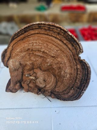 날쌘돌이님의 자유주제 · 자유게시판 작성글 사진