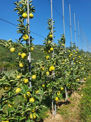 하늘아래사과나무님의 작성글 사진