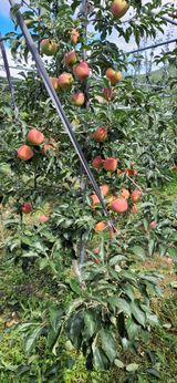 팜모닝 · 게시글 이미지