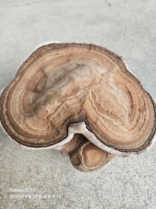 날쌘돌이님의 자유주제 · 자유게시판 작성글 사진