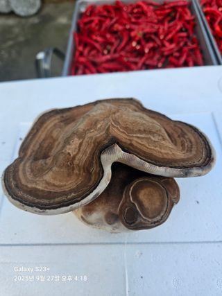 날쌘돌이님의 자유주제 · 자유게시판 작성글 사진