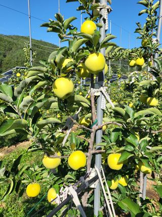 하늘아래사과나무님의 작성글 사진