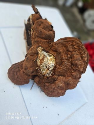 날쌘돌이님의 자유주제 · 자유게시판 작성글 사진