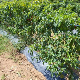 오영도님의 자유주제 · 자유게시판 작성글 사진