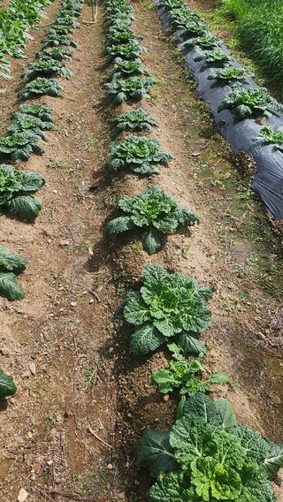 이상보님의 자유주제 · 자유게시판 작성글 사진