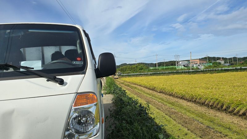 아하킴님의 장터 판매 상품 [경기미 25년 햅쌀 삼광 10kg 팝니다.] 첨부 사진