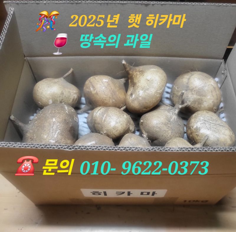 장터 상품 [(빅 이벤트) 햇 히카마 특판 10kg] 썸네일