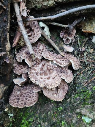 쏭이네농장(현자)님의 자유주제 · 자유게시판 작성글 사진