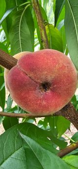 팜모닝 · 게시글 이미지