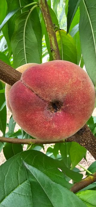 뿌리묘목농원님의 작성글 사진