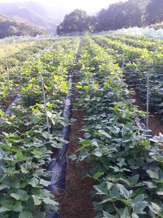 조동원님의 자유주제 · 자유게시판 작성글 사진