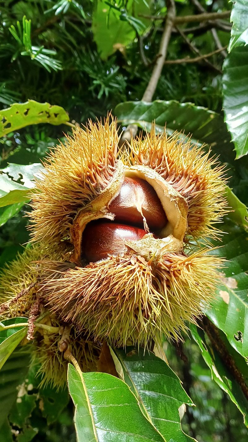 김영만님의 장터 판매 상품 [토종산밤] 첨부 사진