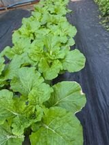 팜모닝 자유주제·자유게시판 게시글 이미지