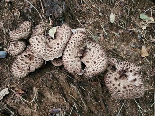 쏭이네농장(현자)님의 자유주제 · 자유게시판 작성글 사진