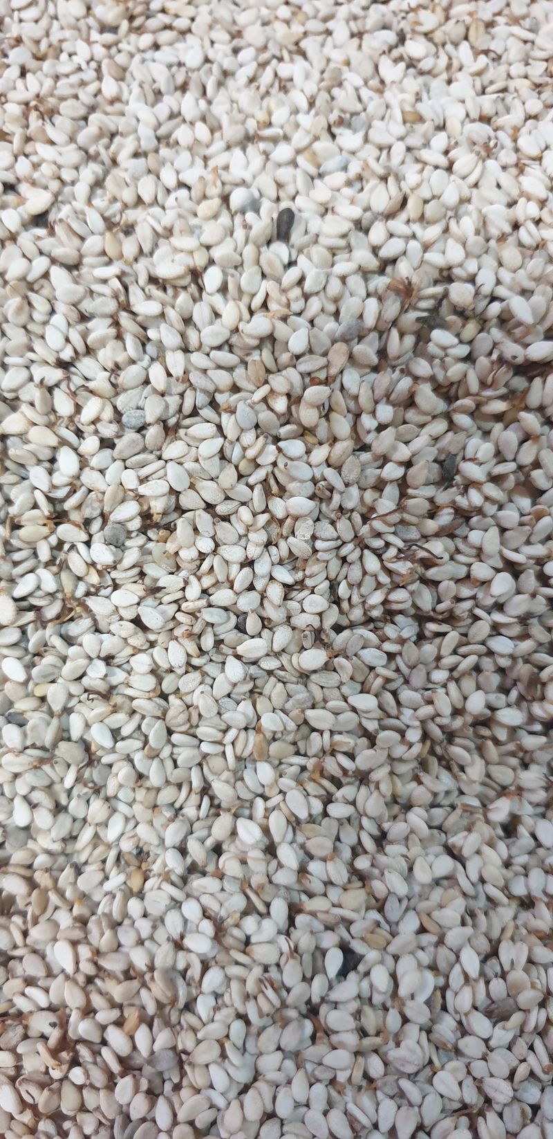 장터 상품 [국산 햇 참깨 판매합니다] 썸네일