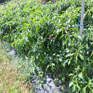 오영도님의 자유주제 · 자유게시판 작성글 사진