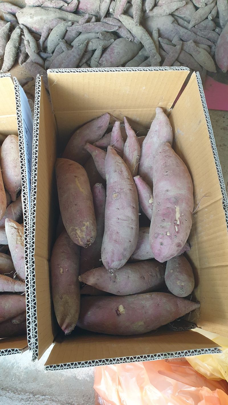 늘푸른반송님의 장터 판매 상품 [꿀.호박고구마 10kg(판매완료)] 첨부 사진