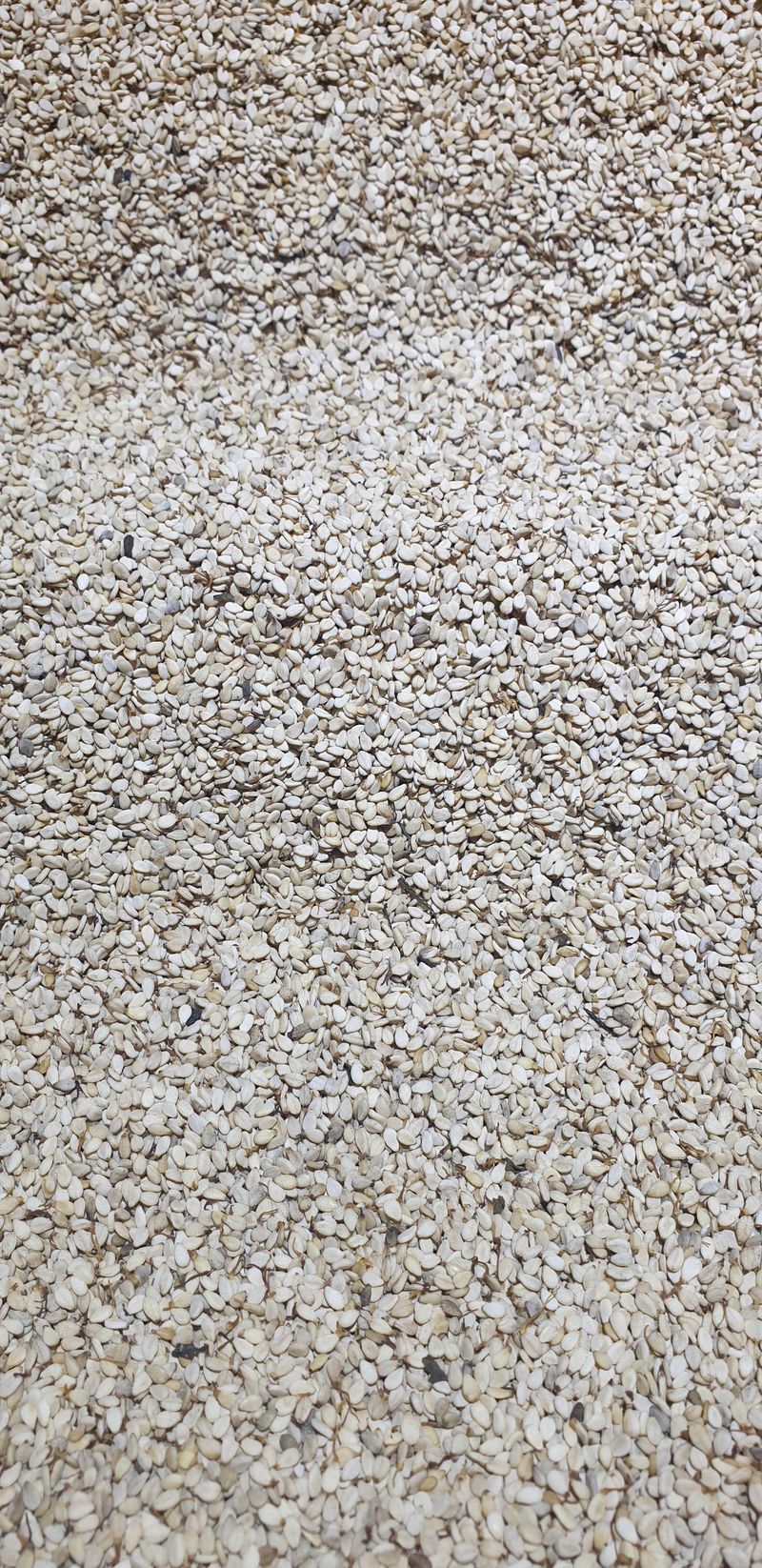 오류농원님의 장터 판매 상품 [국산 햇 참깨 판매합니다] 첨부 사진