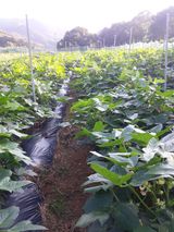 팜모닝 자유주제·자유게시판 게시글 이미지