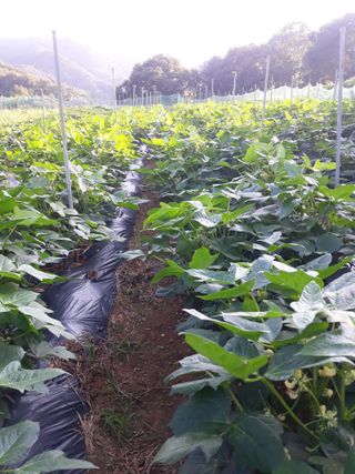 조동원님의 자유주제 · 자유게시판 작성글 사진