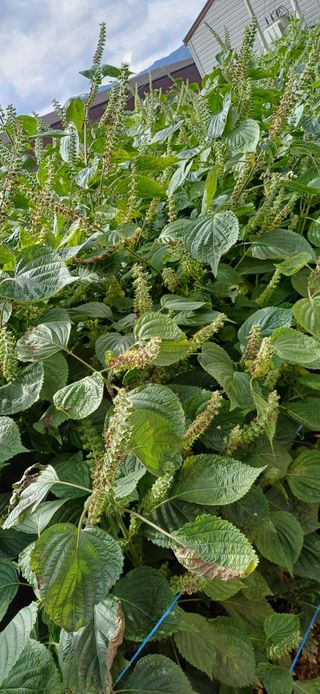 산골마님님의 자유주제 · 자유게시판 작성글 사진