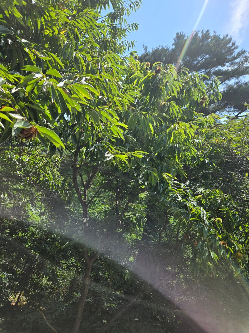 장지영님의 장터 판매 상품 [산밤] 첨부 사진