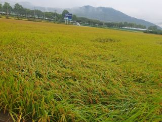 보은 김영순님의 자유주제 · 자유게시판 작성글 사진