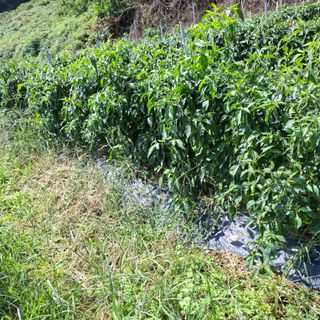 오영도님의 자유주제 · 자유게시판 작성글 사진