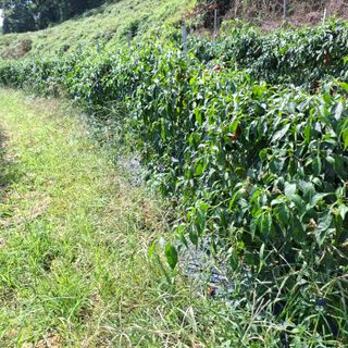 오영도님의 자유주제 · 자유게시판 작성글 사진