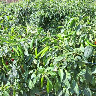 오영도님의 자유주제 · 자유게시판 작성글 사진