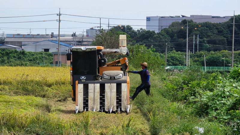 아하킴님의 장터 판매 상품 [경기미 25년 햅쌀 삼광 10kg 팝니다.] 첨부 사진