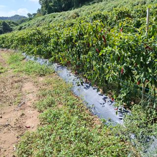오영도님의 자유주제 · 자유게시판 작성글 사진