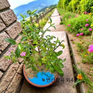 약초원 김종군님의 자유주제 · 자유게시판 작성글 사진