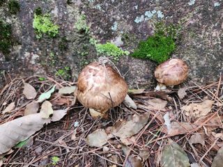 쏭이네농장(현자)님의 자유주제 · 자유게시판 작성글 사진