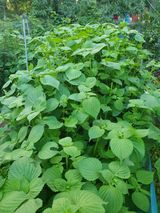 팜모닝 자유주제·자유게시판 게시글 이미지