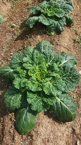 팜모닝 자유주제·자유게시판 게시글 이미지