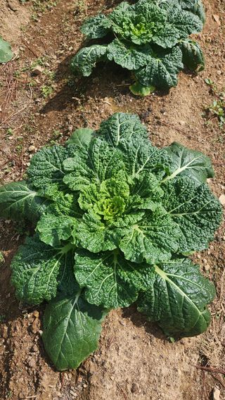 이상보님의 자유주제 · 자유게시판 작성글 사진