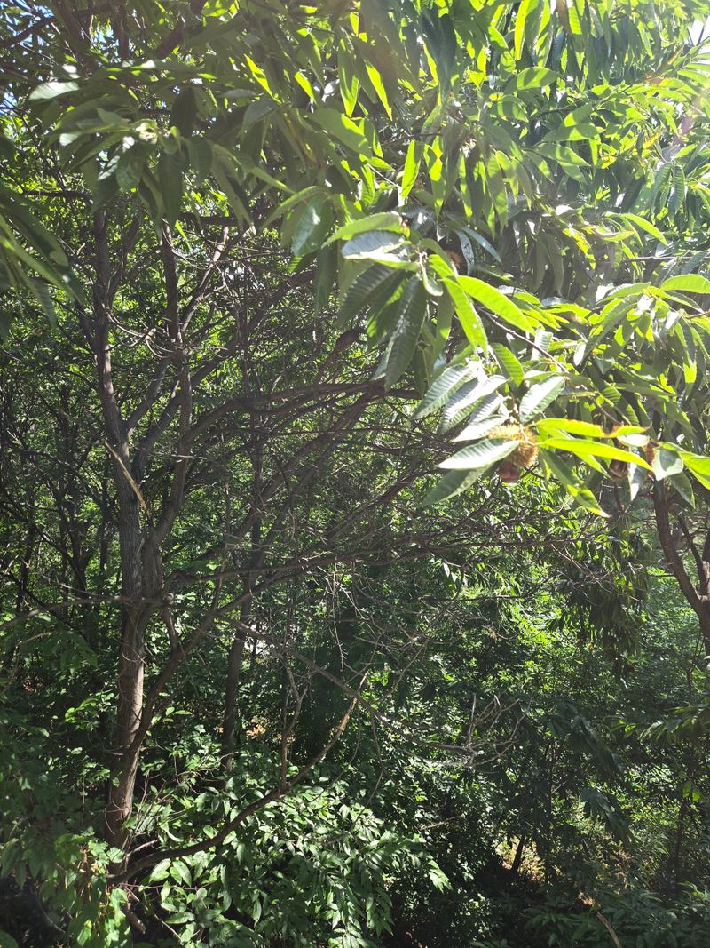 장지영님의 장터 판매 상품 [산밤] 첨부 사진