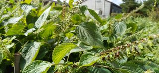 산골마님님의 자유주제 · 자유게시판 작성글 사진