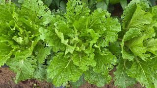 노한수님의 자유주제 · 자유게시판 작성글 사진