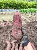 팜모닝 자유주제·자유게시판 게시글 이미지