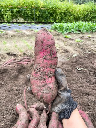 누보농장님의 자유주제 · 자유게시판 작성글 사진