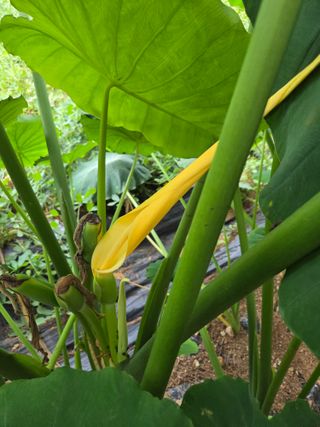 태일농산이정수님의 자유주제 · 자유게시판 작성글 사진