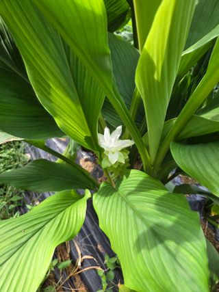 태일농산이정수님의 자유주제 · 자유게시판 작성글 사진