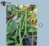 팜모닝 자유주제·자유게시판 게시글 이미지