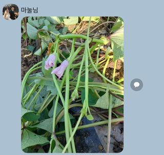 주말 텃밭 농부님의 자유주제 · 자유게시판 작성글 사진