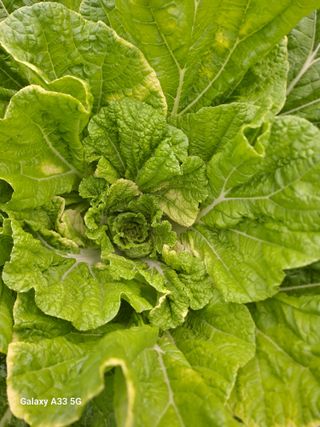 다인면무농약님의 농사, 무엇이든 물어보세요! · 참여글 작성글 사진