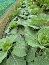 팜모닝 자유주제·자유게시판 게시글 이미지