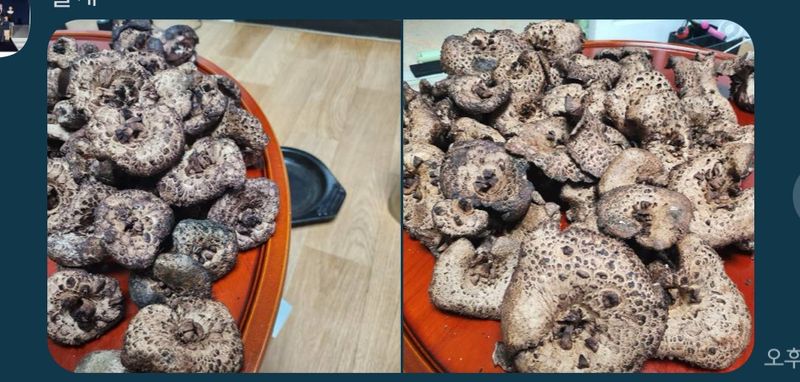 장터 상품 [자연산 능이버섯1kg] 썸네일