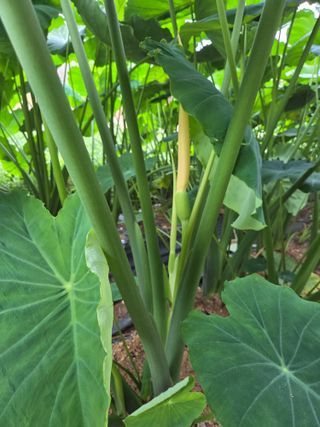 태일농산이정수님의 자유주제 · 자유게시판 작성글 사진